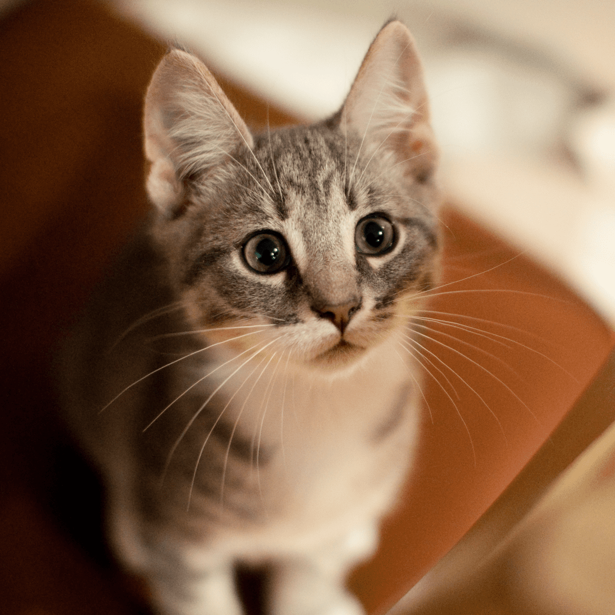 pet thumbnail